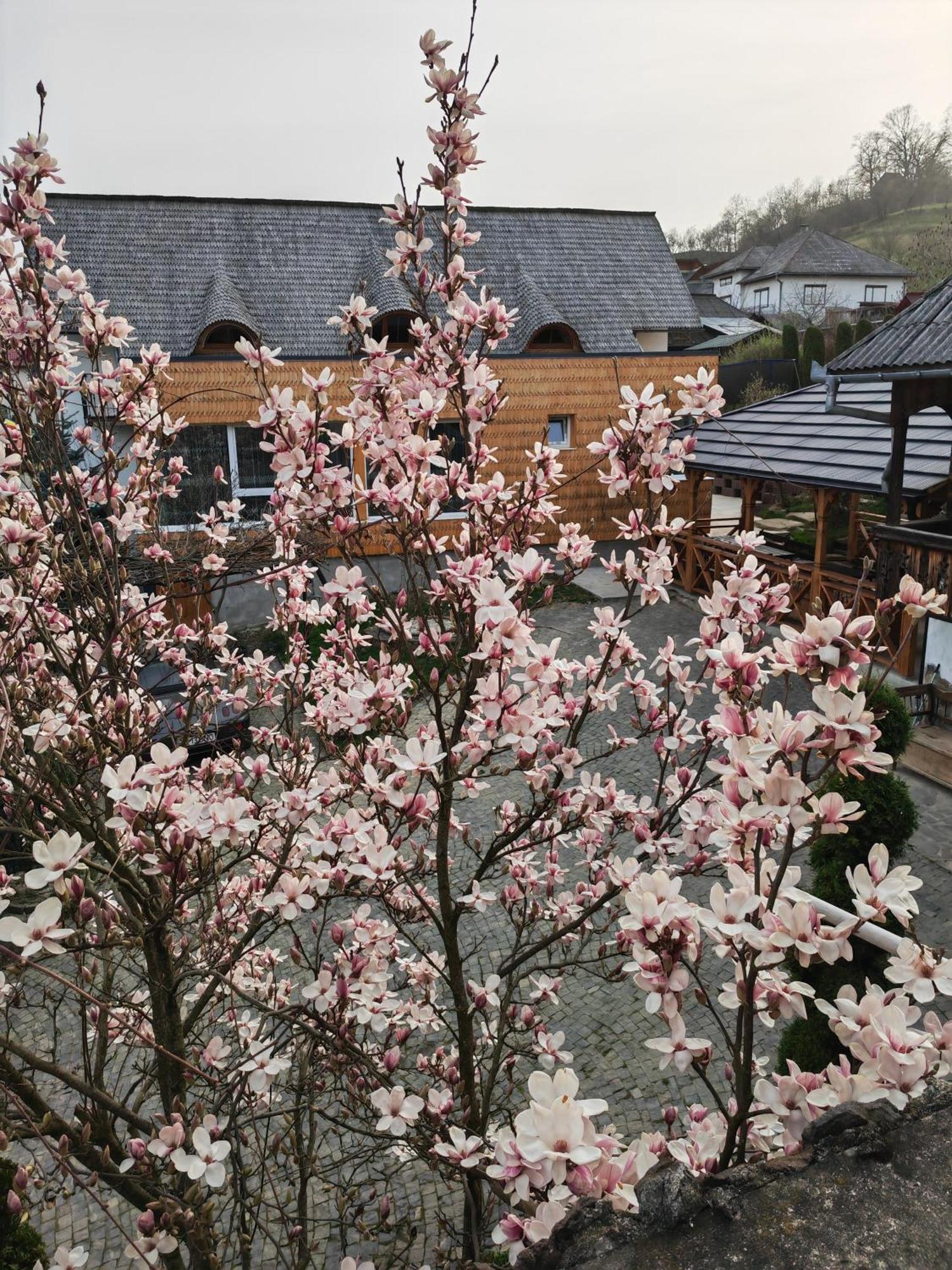 Casa Cu Magnolii Hotel Poienile Izei Exterior foto